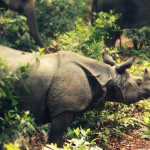 One Horned Rhino in Nepal - An Endangered Species