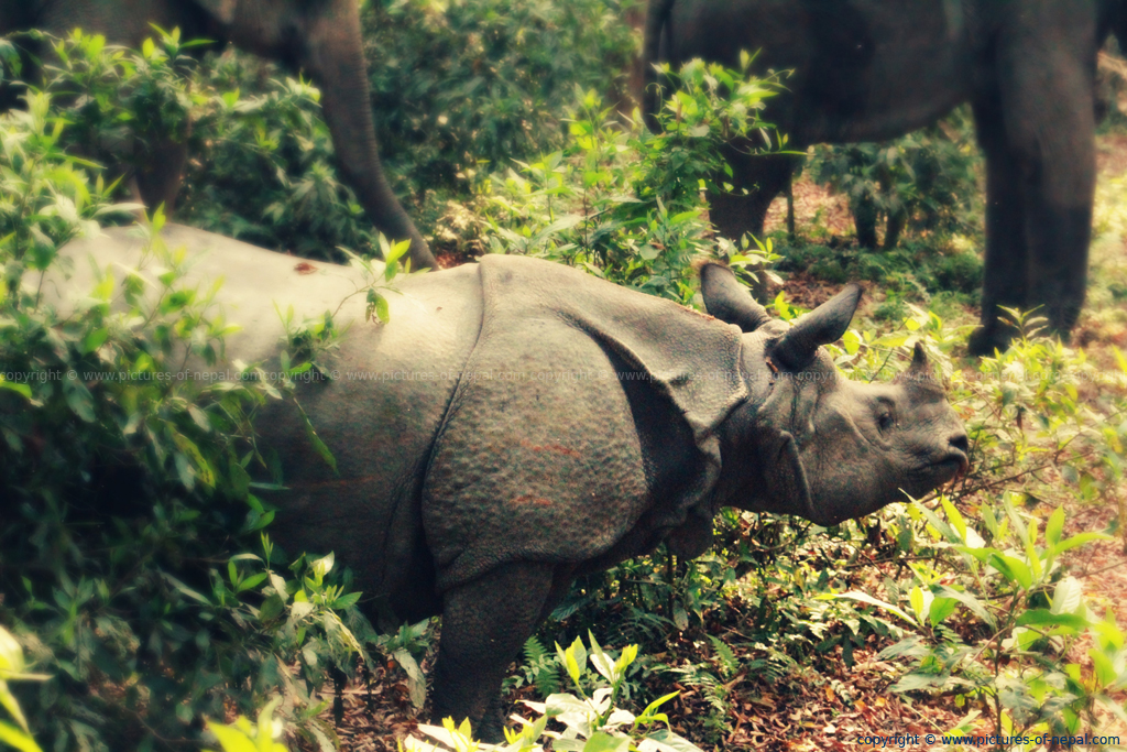 One Horned Rhino in Nepal