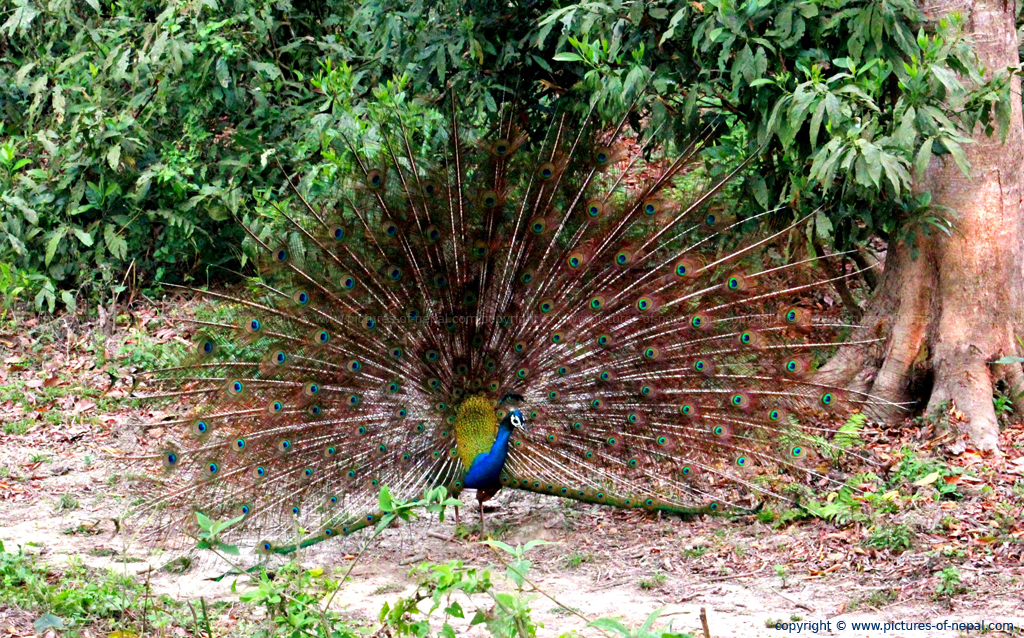 Peacock in Nepal